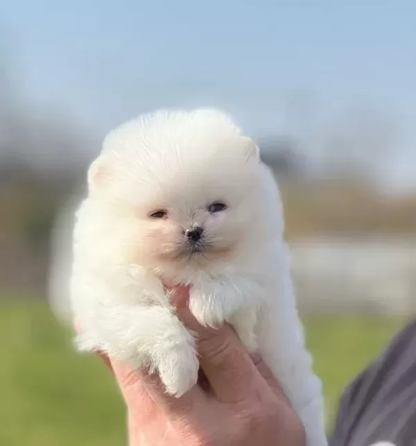 Safkan Irk Garantili Pomeranian Boo Yavrularımız