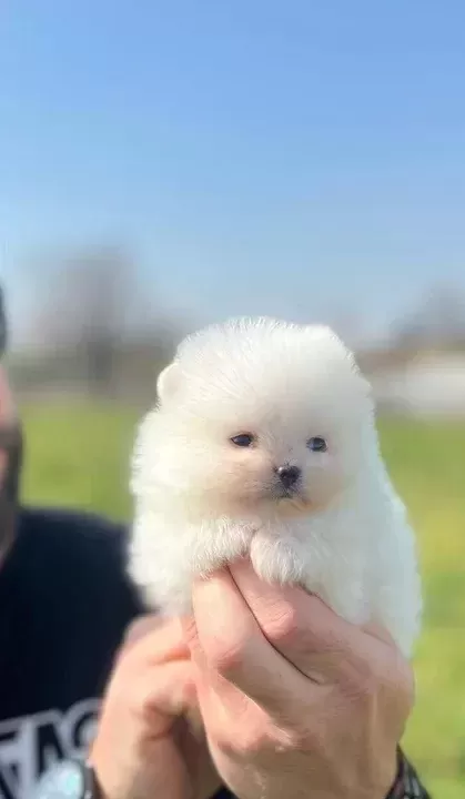 Safkan Irk Garantili Pomeranian Boo Yavrularımız