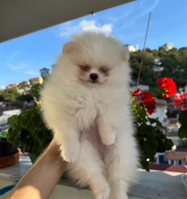 2 Aylık Krem Parti Pomeranian Boo