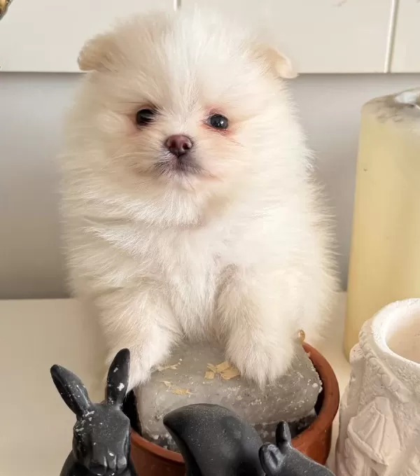 2 Aylık Krem Parti Pomeranian Boo
