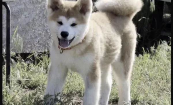 Harika Japon Akita Köpeği