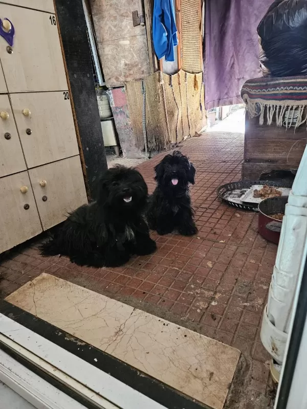 Ücretsiz Sahiplendirme Köpekler