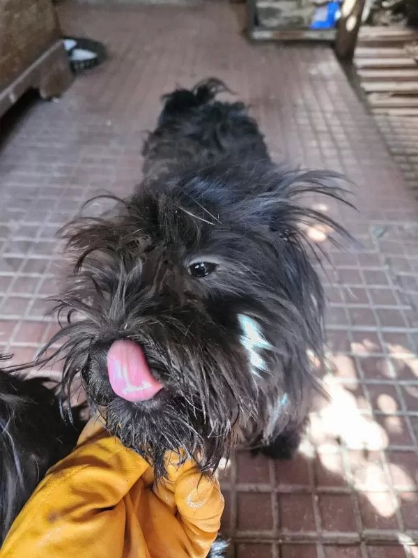 Ücretsiz Sahiplendirme Köpekler