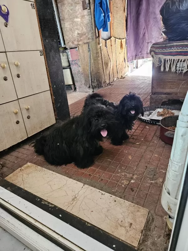 Ücretsiz Sahiplendirme Köpekler