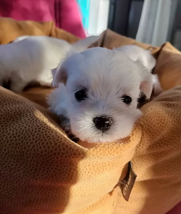 Mini Boy Kar Beyaz Maltese Bebekler