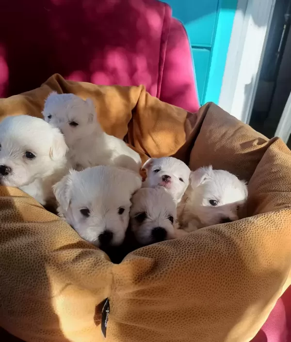 Mini Boy Kar Beyaz Maltese Bebekler