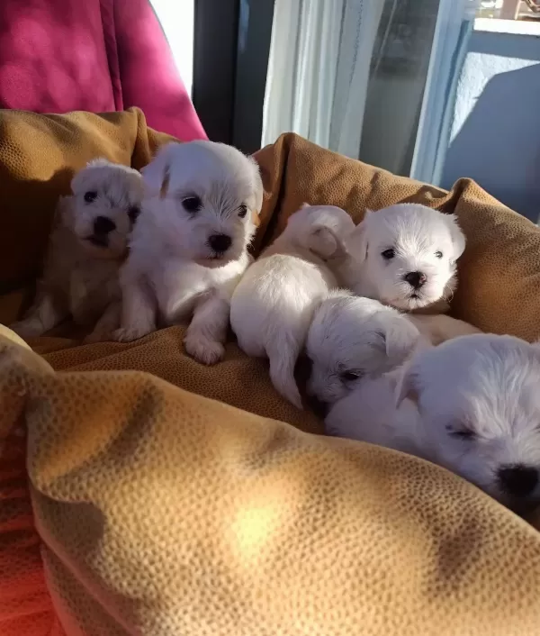Mini Boy Kar Beyaz Maltese Bebekler