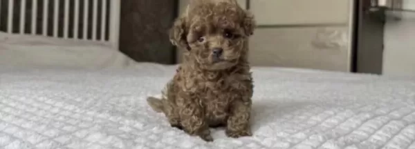 Harika Toy Poodle Köpeği