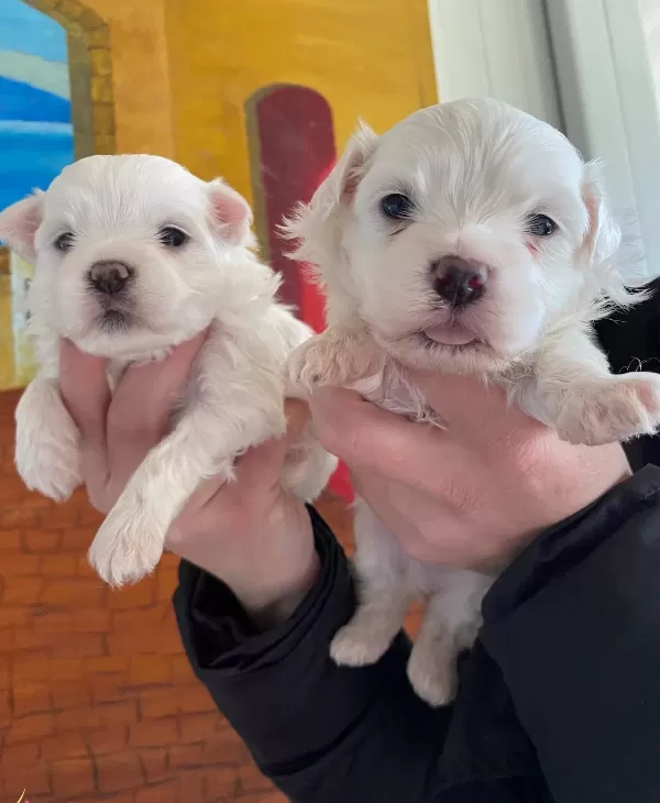 Pamuk Gibi Maltese Bebekler