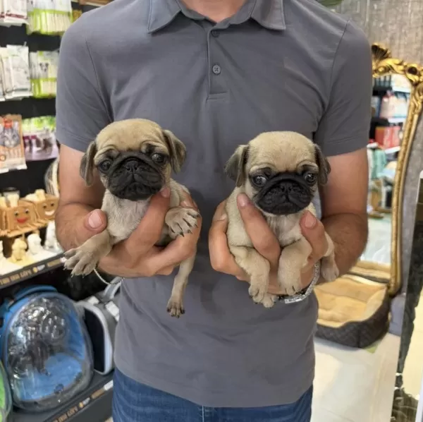 Dişi Pug Mops Minikler