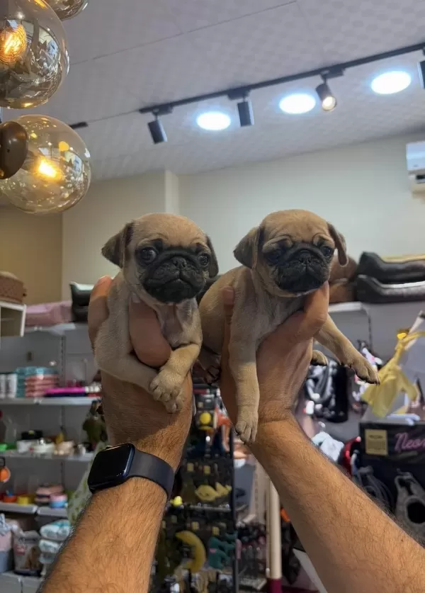 Dişi Pug Mops Minikler