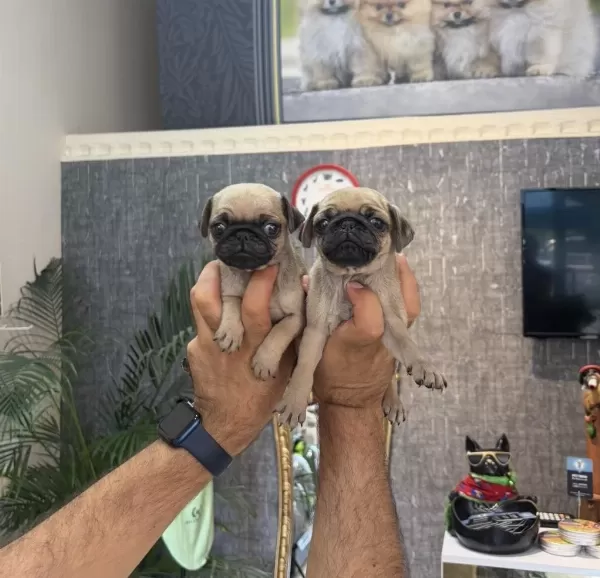 Dişi Pug Mops Minikler