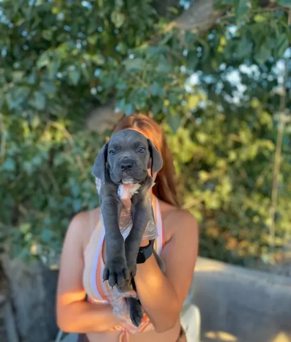 Blue Si̇yah Irk Ve Sağlik Garanti̇li̇ Cane Corso Yavrularim