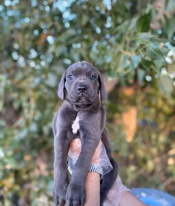 Blue Si̇yah Irk Ve Sağlik Garanti̇li̇ Cane Corso Yavrularim