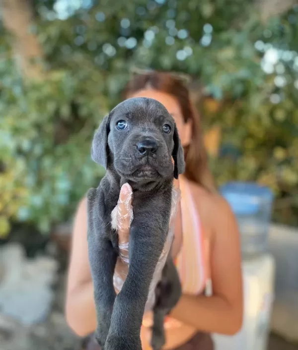 Blue Si̇yah Irk Ve Sağlik Garanti̇li̇ Cane Corso Yavrularim