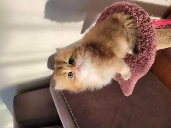 Safkan Golden British Longhair Yavrularım