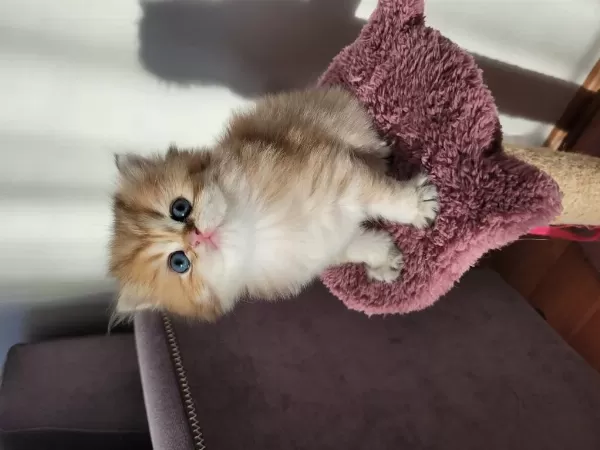 Safkan Golden British Longhair Yavrularım