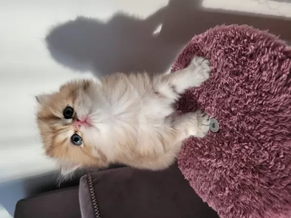 Safkan Golden British Longhair Yavrularım