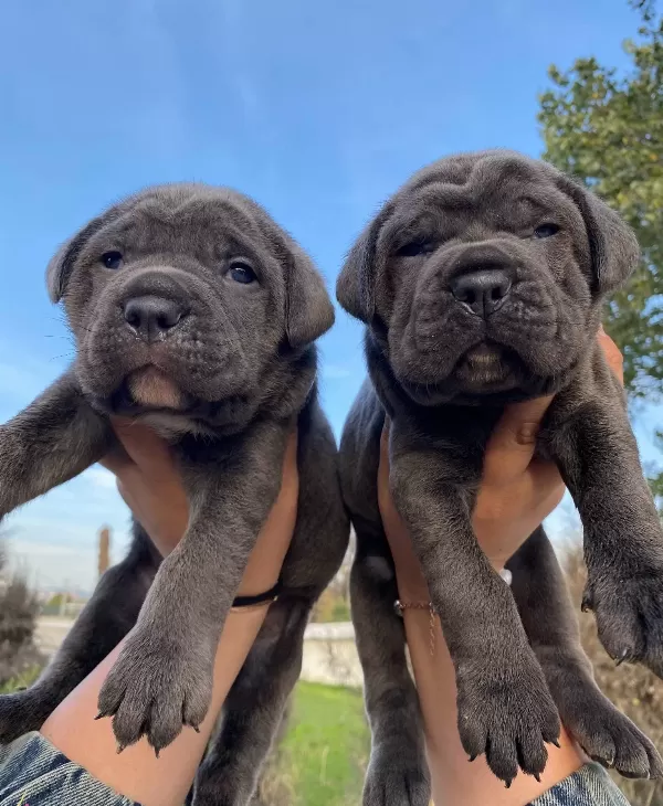 Blue Cane Corso Bebekler