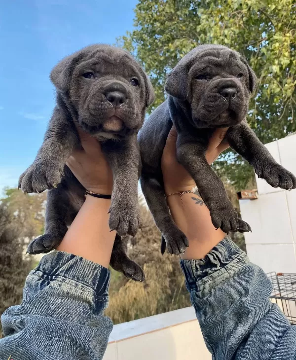 Blue Cane Corso Bebekler