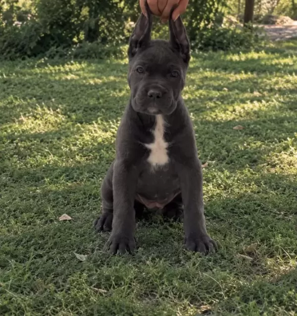 Etkileyici Güzellikte I Ri Cüsseli Cane Corso Yavrular