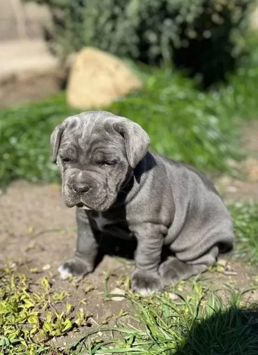 Irk Ve Sağlik Garanti Li Cane Corso Yavrularim