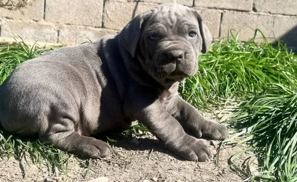 Irk Ve Sağlik Garanti Li Cane Corso Yavrularim