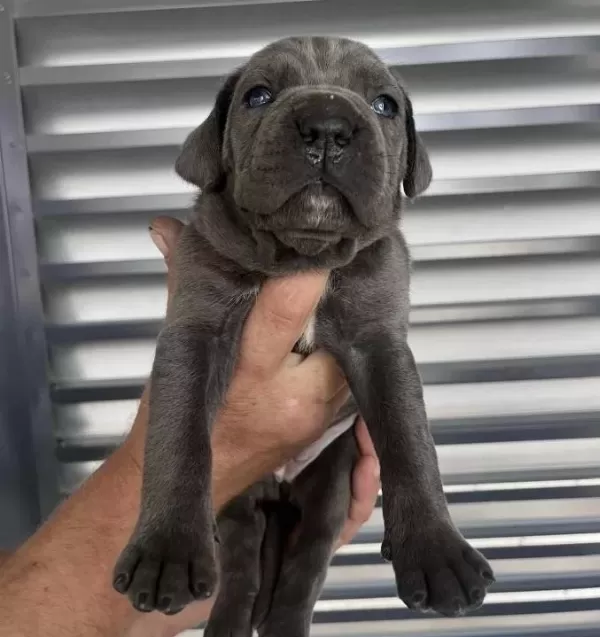 Irk Ve Sağlik Garanti Li Cane Corso Yavrularim