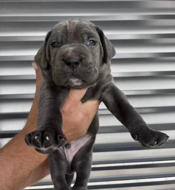 Irk Ve Sağlik Garanti Li Cane Corso Yavrularim