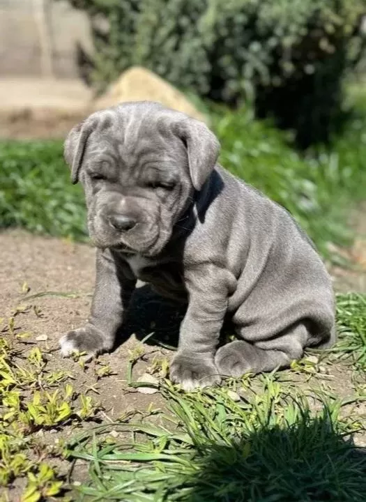 Irk Ve Sağlik Garanti Li Cane Corso Yavrularim