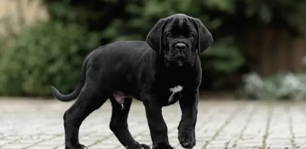 Irkinin En I Yi Si Cane Corso Yavrularimiz
