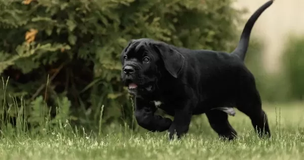 Irkinin En I Yi Si Cane Corso Yavrularimiz