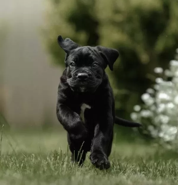 Irkinin En I Yi Si Cane Corso Yavrularimiz