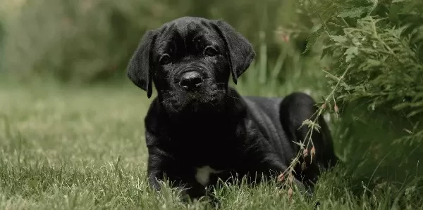 Irkinin En I Yi Si Cane Corso Yavrularimiz