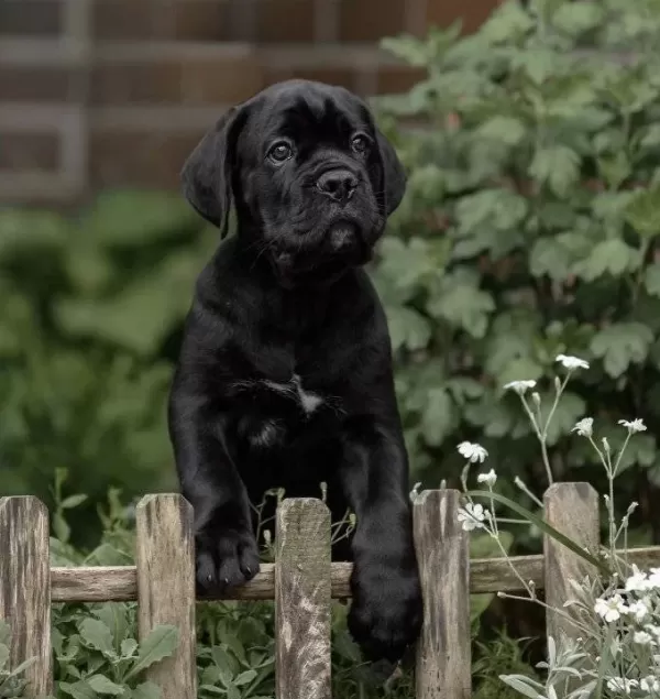 Irkinin En I Yi Si Cane Corso Yavrularimiz