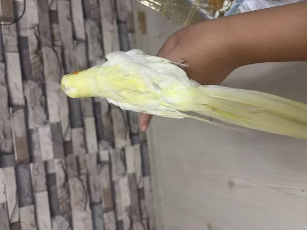 4 Kelime Konuşan Erkek Sultan Papağani
