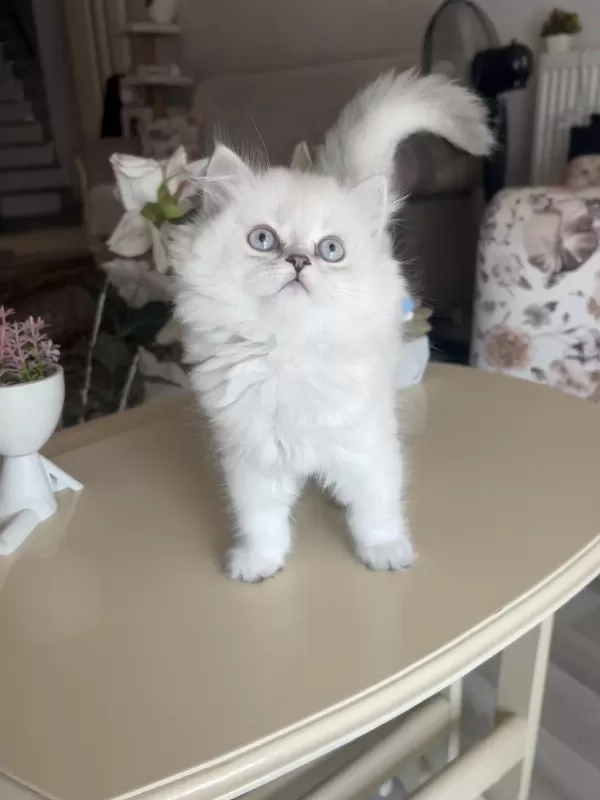British Longhair Silver Point Dişi Bebekler