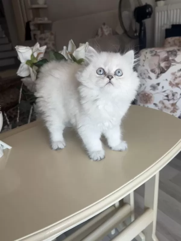 British Longhair Silver Point Dişi Bebekler