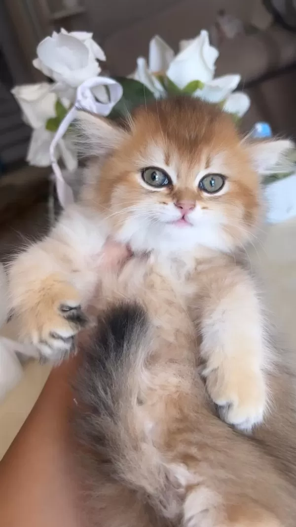British Longhair Golden Ny12 Mükemmel Prenses
