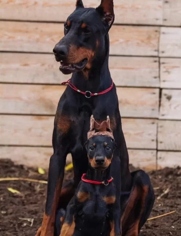 Irkinin En Asi̇li̇ Doberman Yavrularim