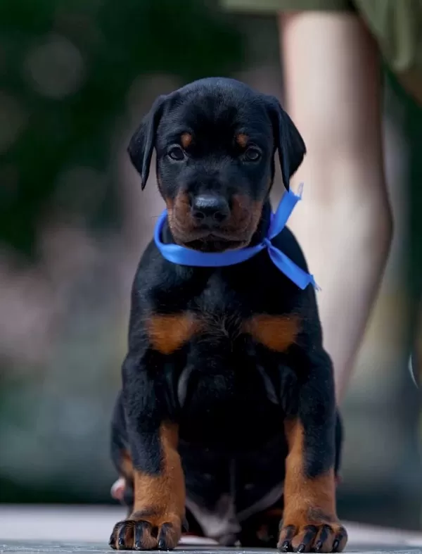 Irkinin En Asi̇li̇ Doberman Yavrularim