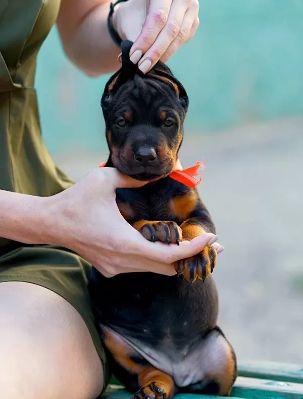 Irkinin En Asi̇li̇ Doberman Yavrularim