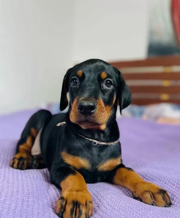 Irkinin En Asi̇li̇ Doberman Yavrularim