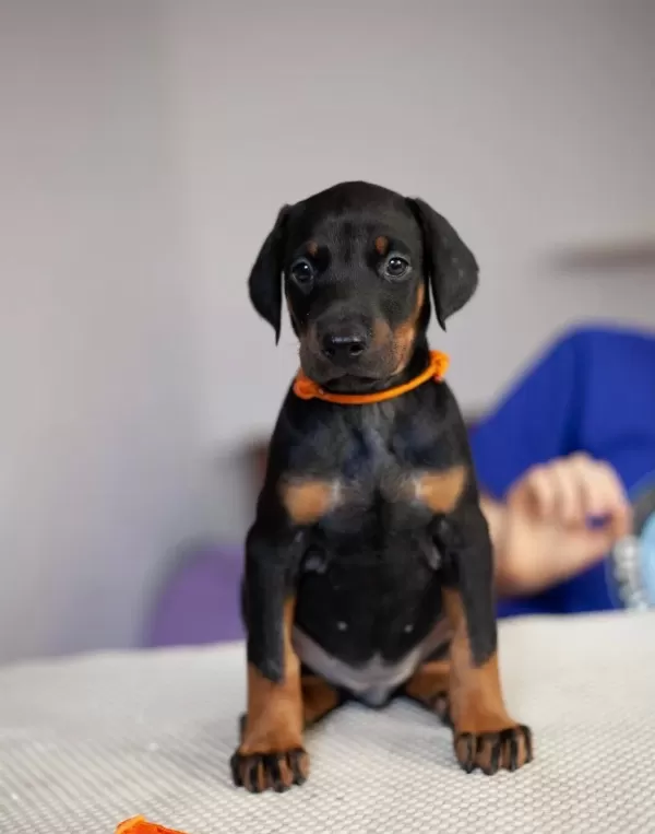 Irk Ve Sağlık Garantili Doberman Yavrularımız