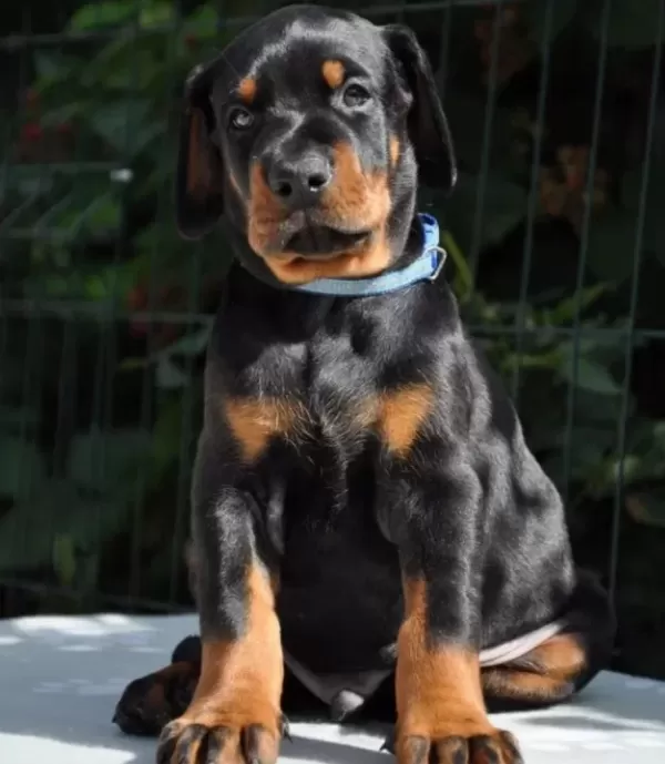 Von Sahane Legacy Dobermanlar Incelemeden Geçmeyiniz