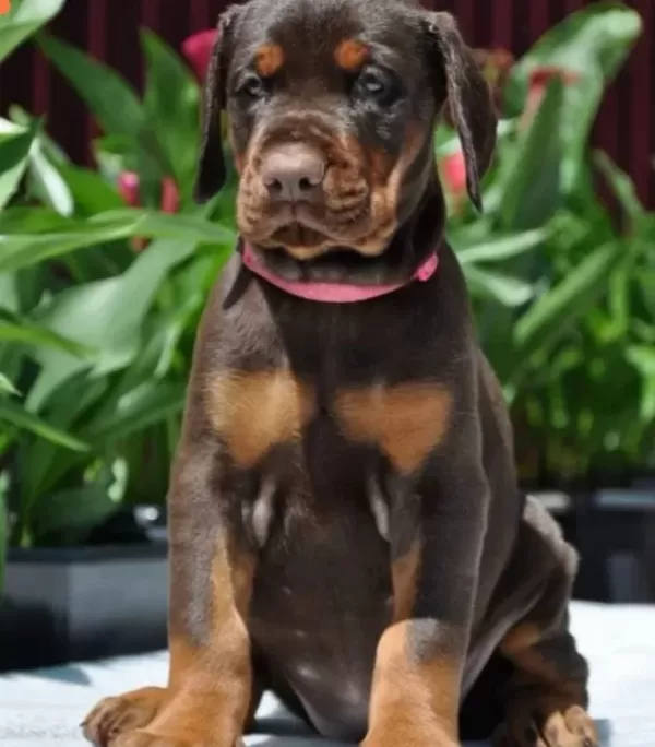 Von Sahane Legacy Dobermanlar Incelemeden Geçmeyiniz