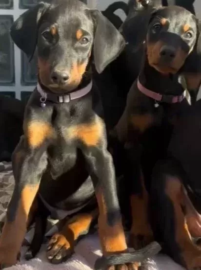 Doberan Yavrularim