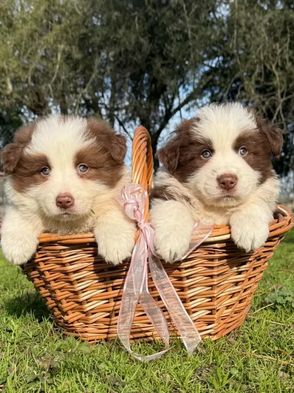 Özel Border Collie Yavrulari