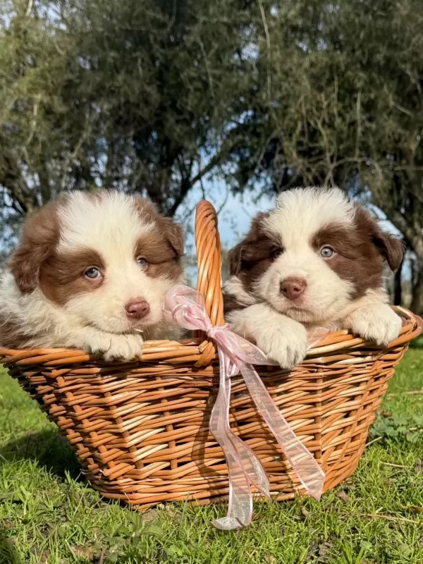 Özel Border Collie Yavrulari
