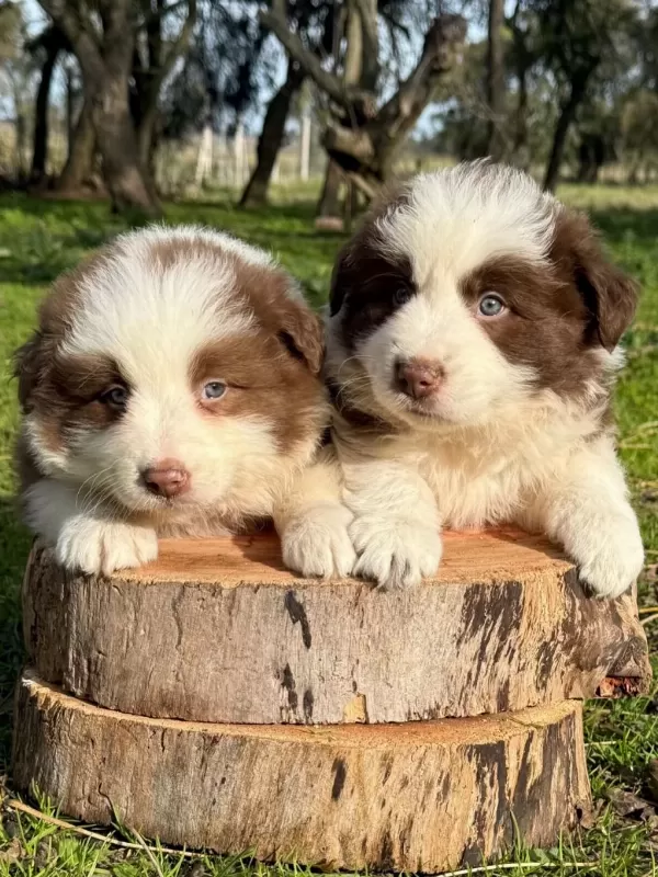 Özel Border Collie Yavrulari